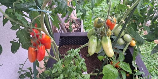 Ni vsako gnojilo za paradižnik isto: pri veliki letini odloča predvsem pravi trenutek