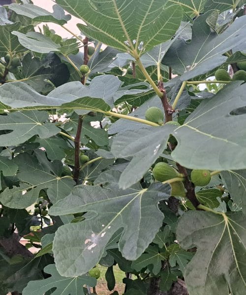 Tega drevesa nikar ne sadite tik ob hiši: figa je lahko večja težava, kot si mislite