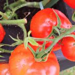 Domači paradižnik