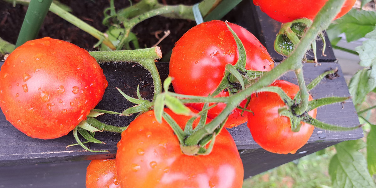 Domači paradižnik