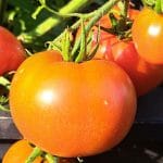 Domači paradižniki