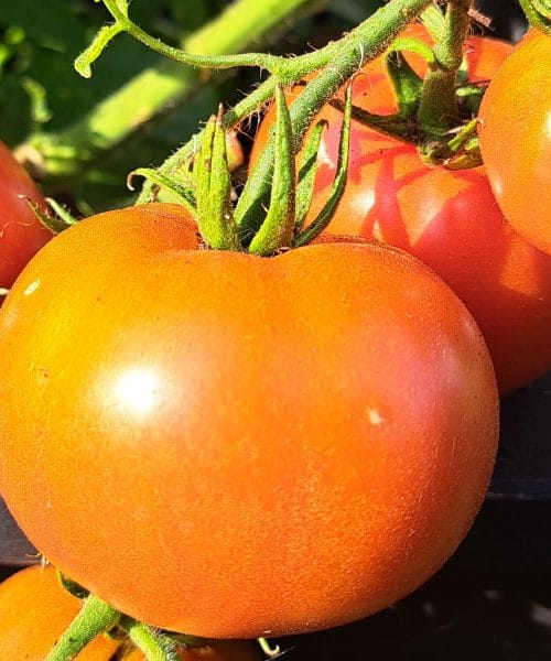 Pet načinov, kako porabiti višek paradižnikov