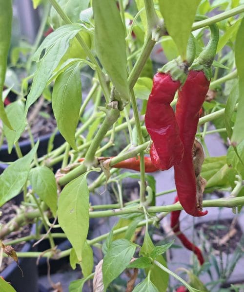 Kako shraniti feferone z vrta, da bodo uporabni vse leto?