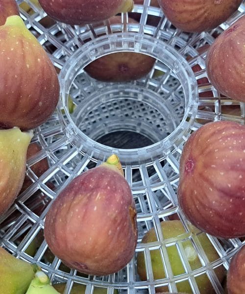 Fige pred sušenjem je treba prerezati. To je razlog, ki ga pozna vsak izkušen sušilec