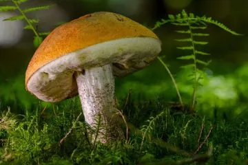 Z dežjem prihaja tudi sezona gob: to je pravi trenutek za previden vstop v gozd