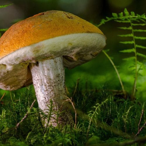 Z dežjem prihaja tudi sezona gob: to je pravi trenutek za previden vstop v gozd