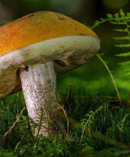 Z dežjem prihaja tudi sezona gob: to je pravi trenutek za previden vstop v gozd