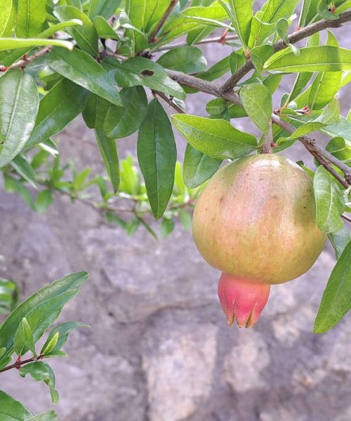 Pet trikov in prepoznali boste, da je granatno jabolko primerno zrelo