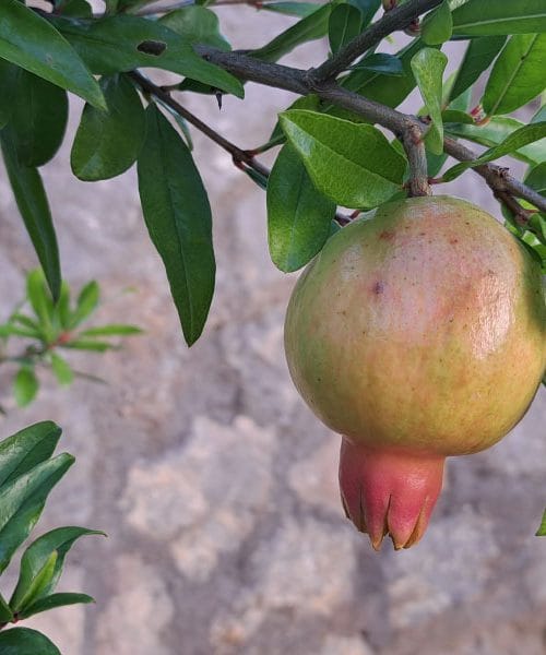 S temi nasveti boste ugotovili, kdaj je granatno jabolko res zrelo