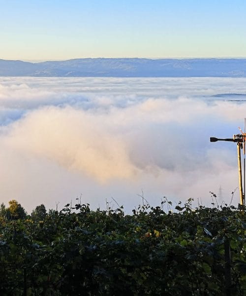 Slovenski vinogradi so znova oživeli – klopotec oznanja prihod jeseni