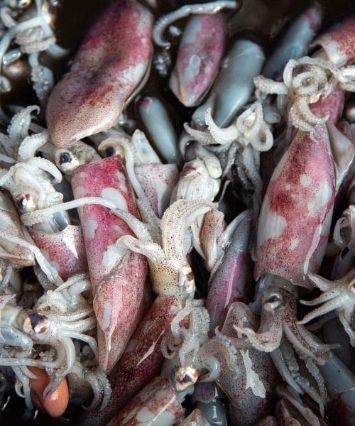 Sezona lova na lignje se je začela prej kot običajno