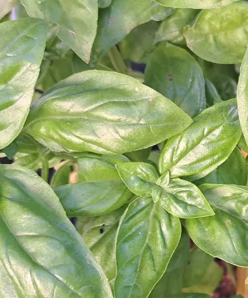 Sedem hitro rastočih zelišč, ki zapolnijo praznino med zimo in pomladjo