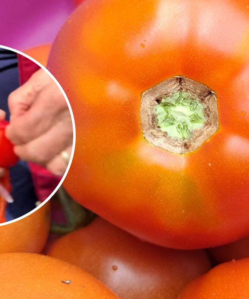 Preprost trik none Elde za hitro lupljenje paradižnikov