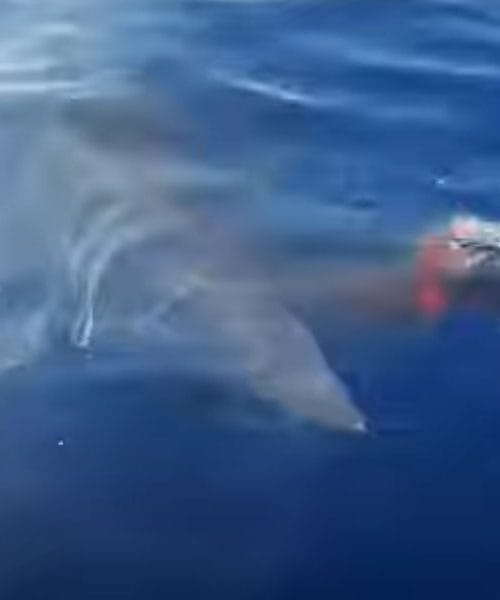 Morski pes mako napadel tuno pri Žirju, ribič posnel dramatičen trenutek