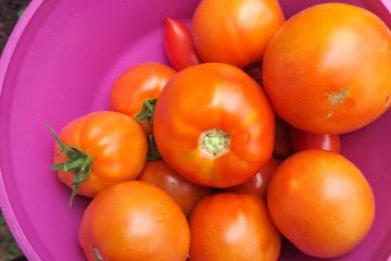 Pri tej temperaturi je najbolje shraniti paradižnik