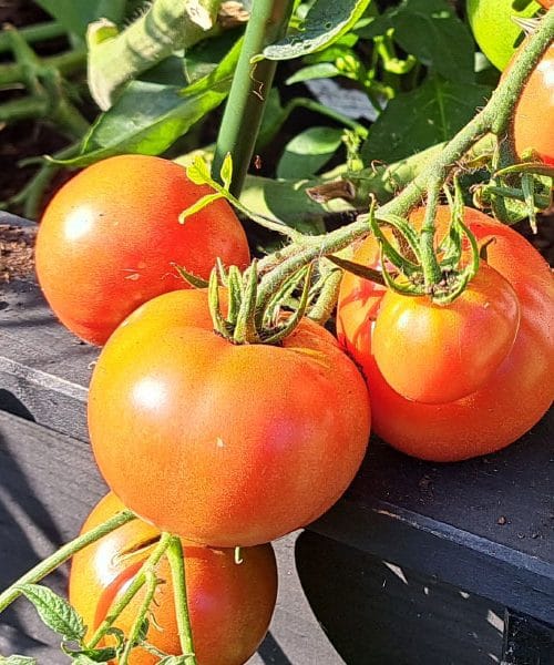 Tako lahko paradižnike shranite v zamrzovalnik in ohranite njihov svež okus