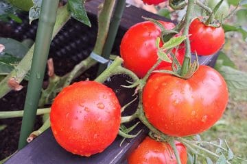 Začetniki pri paradižniku pogosto naredijo isto napako