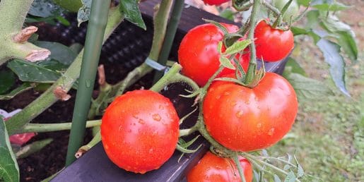 Začetniki pri paradižniku pogosto naredijo isto napako