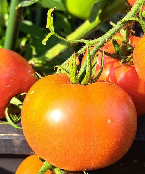 Kako prepoznati popolnoma zrele paradižnike na steblu?