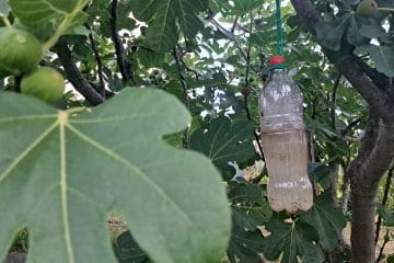 Najboljša past za ose iz plastične steklenice: pomaga, če jo postavite pravilno