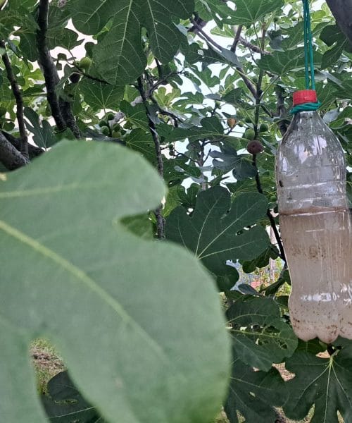 Je to najboljša past za ose in sršene iz plastične steklenice?