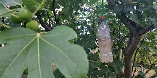 Past za ose iz plastenke deluje, vendar jo večina postavi na napačno mesto