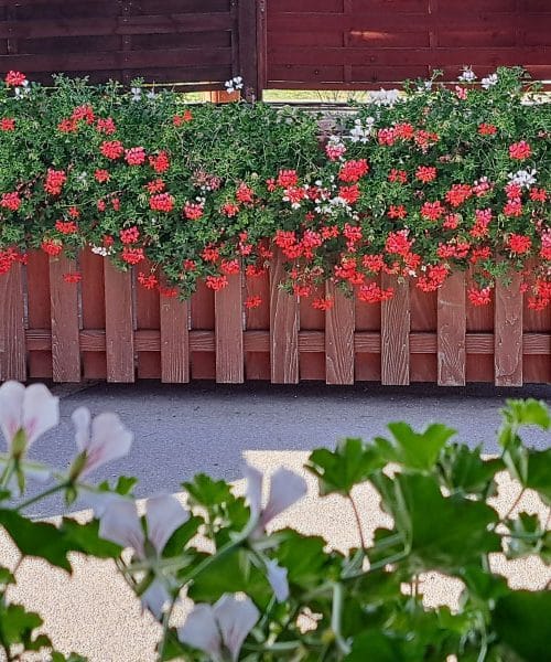 Cvetovi, ki jih ima skoraj vsak balkon – zakaj so pelargonije kraljice poletja