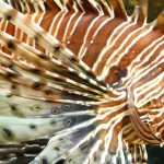 Plamenka, lion fish, riba