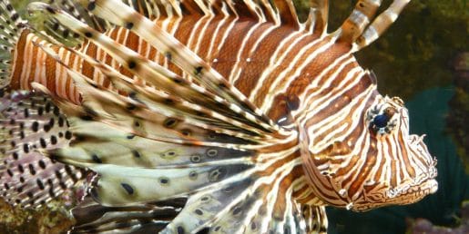 Strokovnjaki na Hrvaškem opozarjajo na ribo, ki se izjemno hitro širi