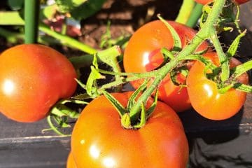 Koliko paradižnikov zraste na eni sadiki? Odgovor preseneti skoraj vsakogar