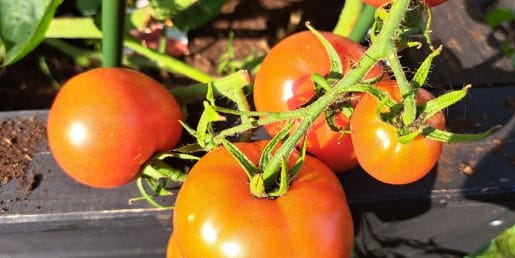 Koliko paradižnikov zraste na eni sadiki? Odgovor preseneti skoraj vsakogar