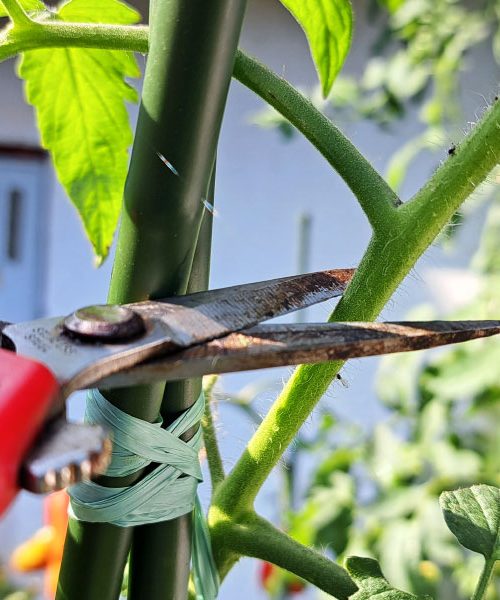 Zdaj je čas za pomemben korak pri gojenju paradižnikov: odrežite vrh rastline