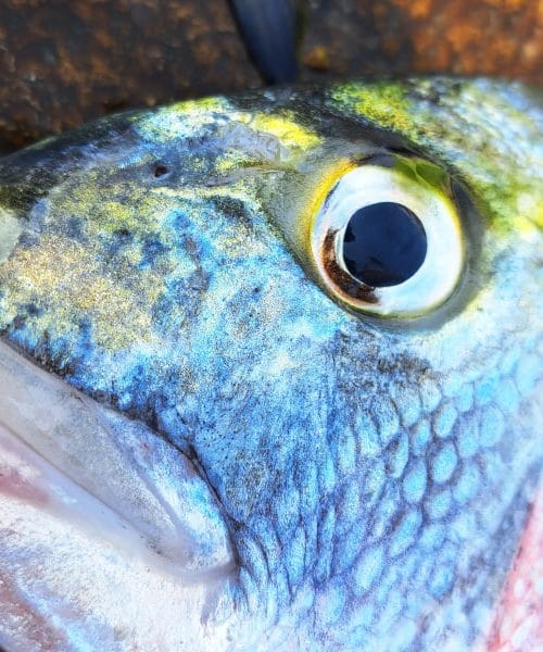 Pet zanimivosti o oradi, ki jih verjetno še ne poznate