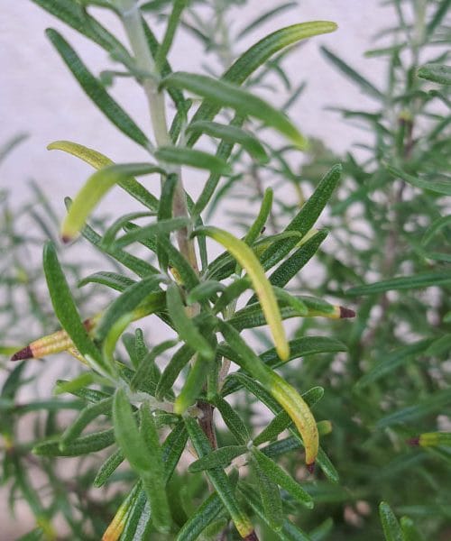 Zakaj rožmarin rumeni in kako ga rešiti