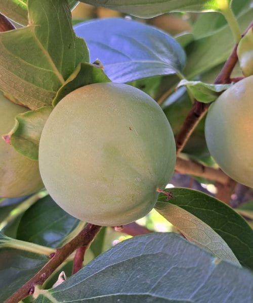 Rumene lise na kakijih: zakaj nastanejo in kako ukrepati?