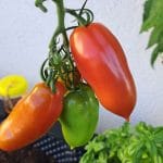 San Marzano paradižniki