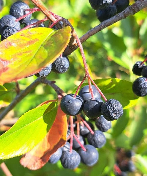 Zakaj se plodovi aronije začnejo sušiti in kdaj jih je najbolje pobrati?