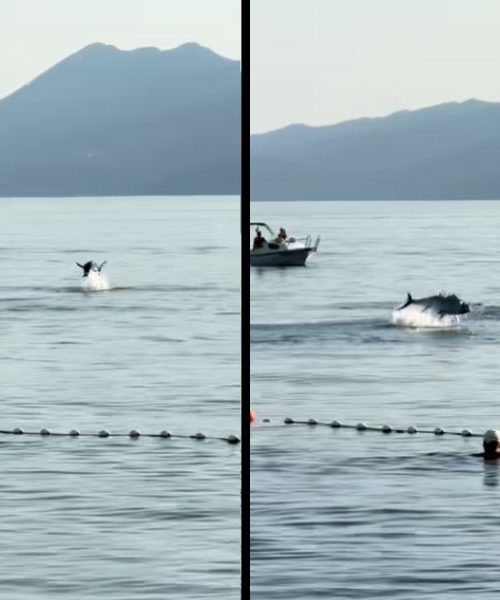 Na Reki tune lovile sardele tik ob kopališču