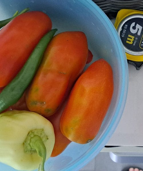 Kam z viškom paradižnikov, paprik in feferonov?