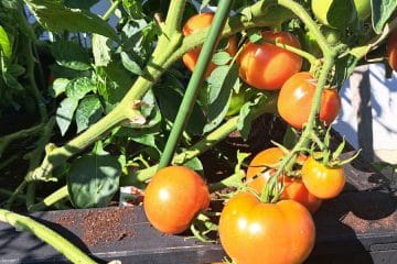Lahko paradižnik uspe na balkonu? S pravim pristopom bolje, kot si mislite