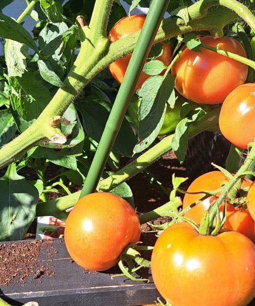 Lahko paradižnik uspe na balkonu? S pravim pristopom bolje, kot si mislite