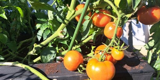 Lahko paradižnik uspe na balkonu? S pravim pristopom bolje, kot si mislite