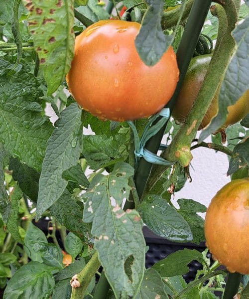 Zeleni paradižniki ne sodijo na kompost, to naredite z njimi