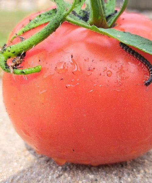 Železne kačice v vrtu – neškodljive pomočnice, ki jih ne smete preganjati