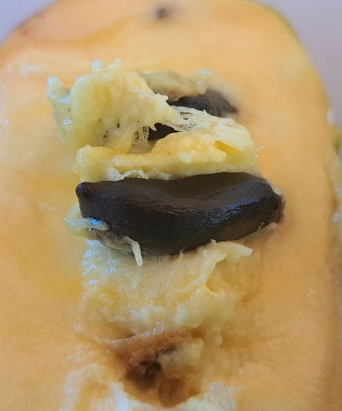 Asimina iz semena do drevesa doma – vodič po korakih