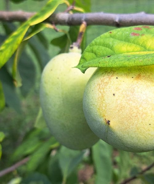 Kaj se zgodi, če pojeste preveč asimin – in koliko je dovolj?