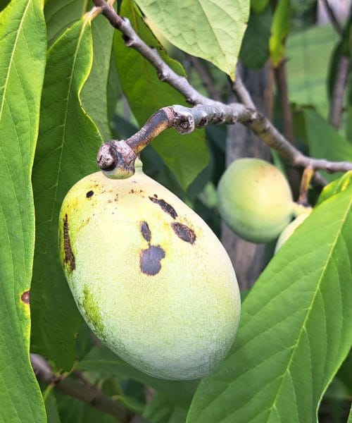 V listih tega sadeža se skriva presenetljivo zdravilno bogastvo