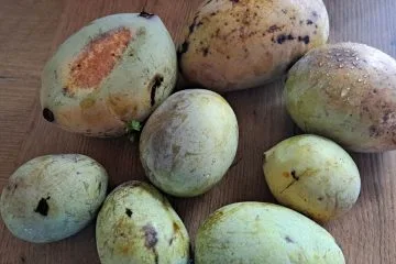 Asimina je dozorela. Kako veste, da je sadež pripravljen za pobiranje?