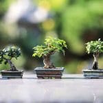 Bonsai