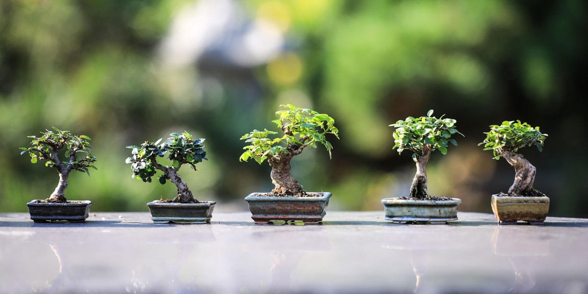 Bonsai